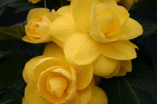 B. ‘Festiva’